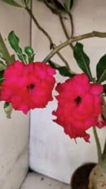 Planta Dobrada 3742 – 60cm – 04 anos