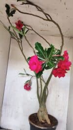 Planta Dobrada 3742 – 60cm – 04 anos - Imagem 9