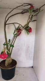 Planta Dobrada 3742 – 60cm – 04 anos - Imagem 6