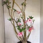 Planta Dobrada 3743 – 60cm – 04 anos