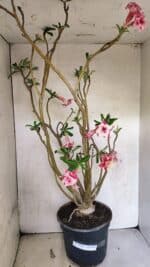 Planta Dobrada 3743 – 60cm – 04 anos