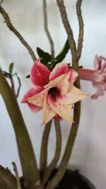 Planta Dobrada 3743 – 60cm – 04 anos - Imagem 3