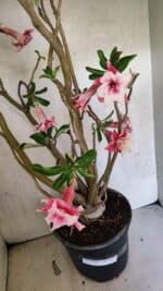 Planta Dobrada 3743 – 60cm – 04 anos - Imagem 4