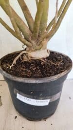 Planta Dobrada 3743 – 60cm – 04 anos - Imagem 8