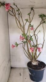 Planta Dobrada 3743 – 60cm – 04 anos - Imagem 7
