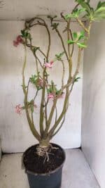 Planta Dobrada 3743 – 60cm – 04 anos - Imagem 6
