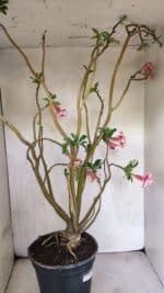 Planta Dobrada 3743 – 60cm – 04 anos - Imagem 5