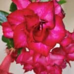 Planta Dobrada 3744 – 35cm – 03 anos