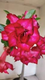 Planta Dobrada 3744 – 35cm – 03 anos