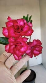 Planta Dobrada 3744 – 35cm – 03 anos - Imagem 3