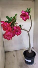 Planta Dobrada 3744 – 35cm – 03 anos - Imagem 5