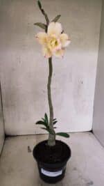 Planta Dobrada 3745 – 30cm – 02 anos - Imagem 2