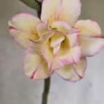 Planta Dobrada 3745 – 30cm – 02 anos