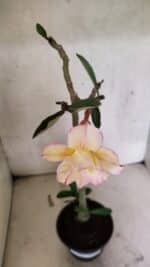 Planta Dobrada 3745 – 30cm – 02 anos - Imagem 4