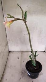 Planta Dobrada 3745 – 30cm – 02 anos - Imagem 6