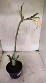 Planta Dobrada 3745 – 30cm – 02 anos - Imagem 5