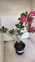 Planta Dobrada 3747 – 35cm – 03 anos - Imagem 2