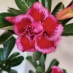 Planta Dobrada 3747 – 35cm – 03 anos