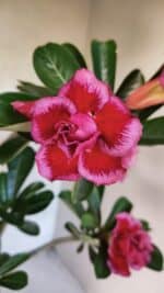 Planta Dobrada 3747 – 35cm – 03 anos