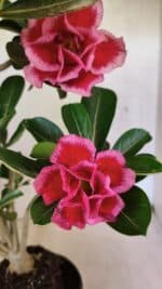 Planta Dobrada 3747 – 35cm – 03 anos - Imagem 4