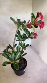Planta Dobrada 3747 – 35cm – 03 anos - Imagem 7