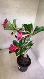 Planta Dobrada 3747 – 35cm – 03 anos - Imagem 6