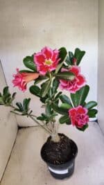 Planta Dobrada 3747 – 35cm – 03 anos - Imagem 5