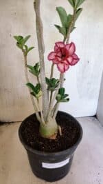 Planta Dobrada 3748 – 50cm – 04 anos - Imagem 2