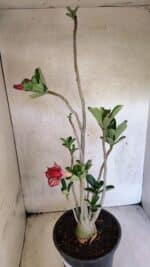 Planta Dobrada 3748 – 50cm – 04 anos - Imagem 7