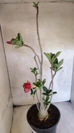 Planta Dobrada 3748 – 50cm – 04 anos - Imagem 6