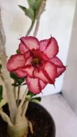 Planta Dobrada 3748 – 50cm – 04 anos