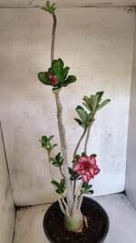 Planta Dobrada 3748 – 50cm – 04 anos - Imagem 4