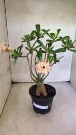 Planta Dobrada 3749 – 35cm – 03 anos - Imagem 2
