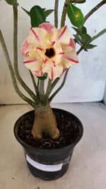 Planta Dobrada 3749 – 35cm – 03 anos - Imagem 6