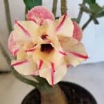 Planta Dobrada 3749 – 35cm – 03 anos