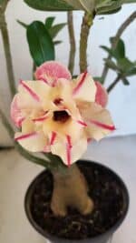 Planta Dobrada 3749 – 35cm – 03 anos