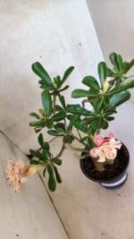 Planta Dobrada 3749 – 35cm – 03 anos - Imagem 5