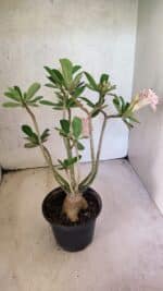 Planta Dobrada 3749 – 35cm – 03 anos - Imagem 7