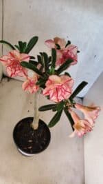 Planta Dobrada 3750 – 30cm – 03 anos - Imagem 6