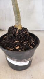 Planta Dobrada 3750 – 30cm – 03 anos - Imagem 11