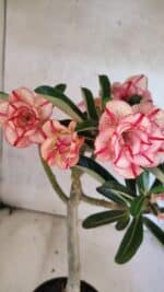 Planta Dobrada 3750 – 30cm – 03 anos - Imagem 4