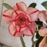 Planta Dobrada 3750 – 30cm – 03 anos