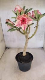 Planta Dobrada 3750 – 30cm – 03 anos - Imagem 9
