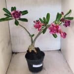 Planta Dobrada 3751 – 35cm – 03 anos