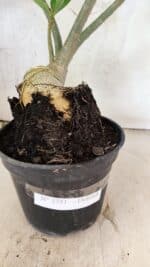 Planta Dobrada 3751 – 35cm – 03 anos - Imagem 9