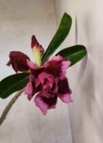 Planta Dobrada 3751 – 35cm – 03 anos - Imagem 4