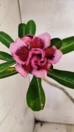 Planta Dobrada 3751 – 35cm – 03 anos - Imagem 3