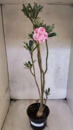 Planta Dobrada 3753 – 35cm – 03 anos - Imagem 2