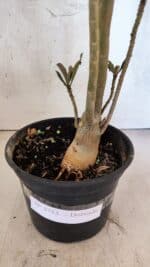 Planta Dobrada 3753 – 35cm – 03 anos - Imagem 7