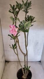 Planta Dobrada 3753 – 35cm – 03 anos - Imagem 6